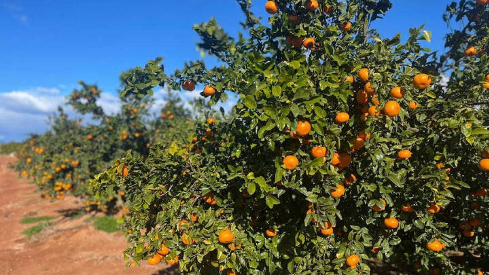 cotonet|Delottococcus aberiae|Delottococcus aberiae|Delottococcus aberiae|Delottococcus aberiae|Delottococcus aberiae|cryptolaemus-500-cryptolaemus-montrouzieri-500-adultos